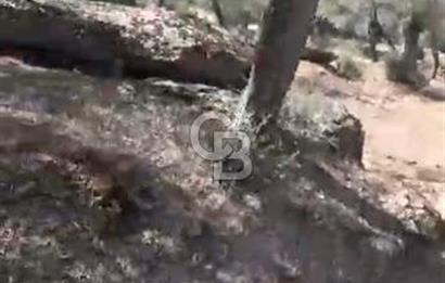 AYDIN KARPUZLU TEKELER HAMAS MEVKİİNDE 3733 M2 ZEYTİNLİK