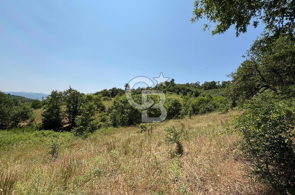 Çanakkale Yenice Umurlar Köyünde 500 M² Satılık Arsa!
