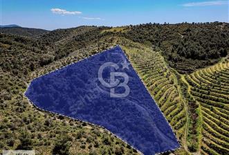 Çarşı Merkezine 4 km Mesafede Kadastrolu Yolu Olan Zeytinlik