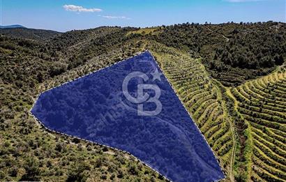 Çarşı Merkezine 4 km Mesafede Kadastrolu Yolu Olan Zeytinlik