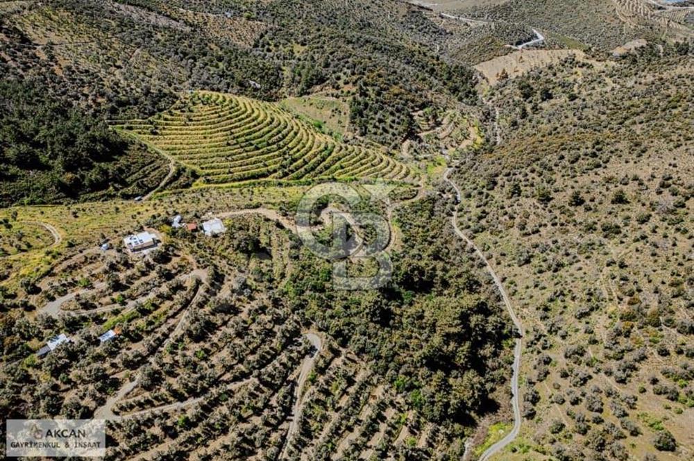 Çarşı Merkezine 4 km Mesafede Kadastrolu Yolu Olan Zeytinlik