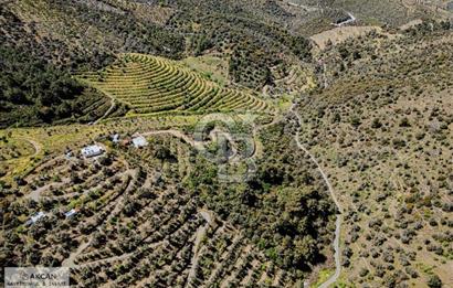 Çarşı Merkezine 4 km Mesafede Kadastrolu Yolu Olan Zeytinlik