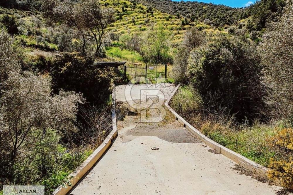 Çarşı Merkezine 4 km Mesafede Kadastrolu Yolu Olan Zeytinlik