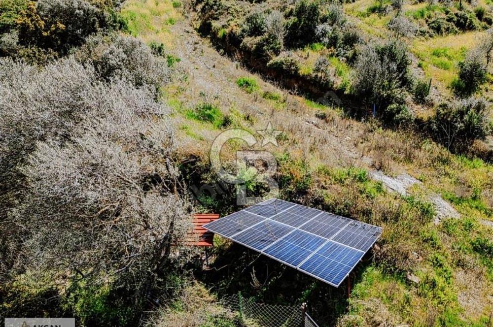 Çarşı Merkezine 4 km Mesafede Kadastrolu Yolu Olan Zeytinlik