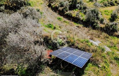 Çarşı Merkezine 4 km Mesafede Kadastrolu Yolu Olan Zeytinlik