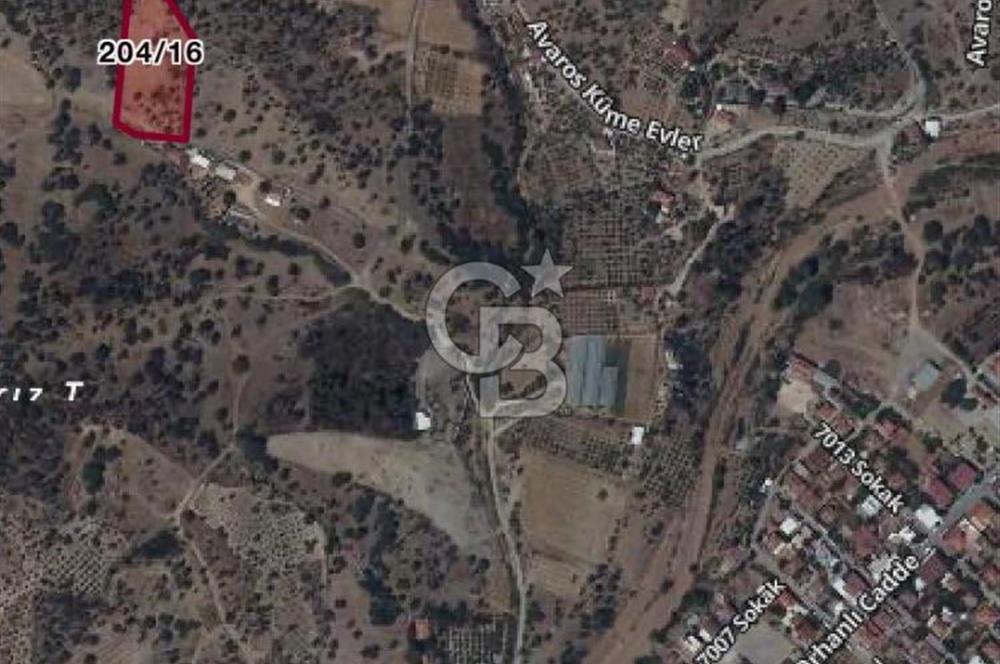 Fırsat Arazi! Seferihisar’da Elektrik-Su Hazır, Hasada Uygun Zeytinlik!