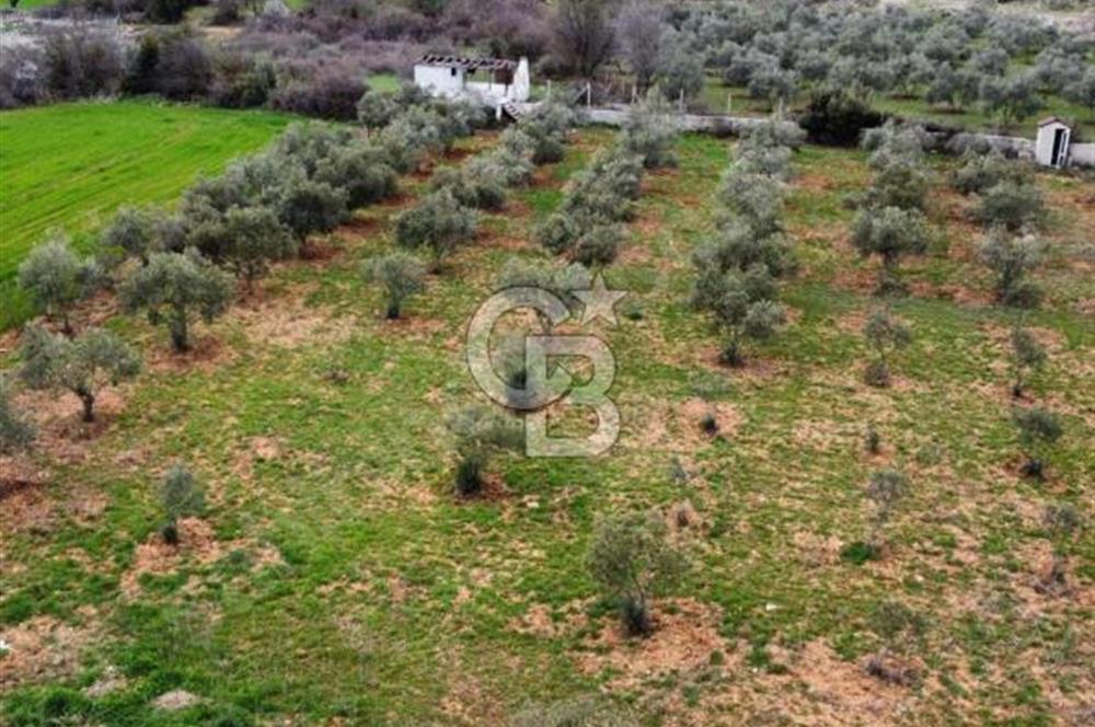 Muğla Menteşe Akkaya Mahallesi’nde Satılık Tarla