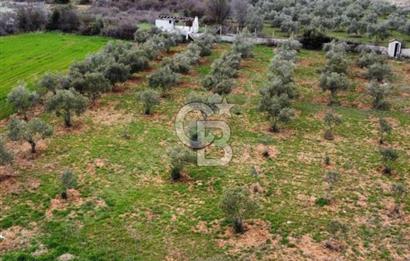 Muğla Menteşe Akkaya Mahallesi’nde Satılık Tarla