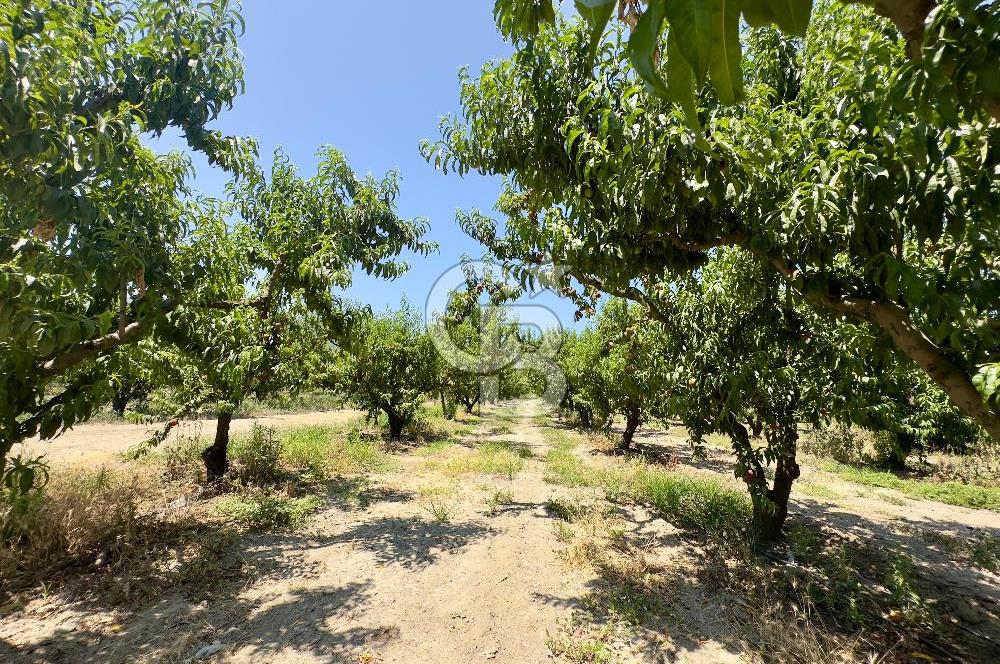 İzmir Selçuk'ta Satılık Meyve Bahçesi