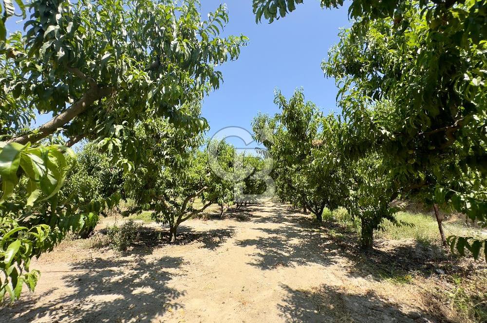 İzmir Selçuk'ta Satılık Meyve Bahçesi