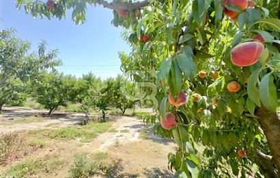 İzmir Selçuk'ta Satılık Meyve Bahçesi