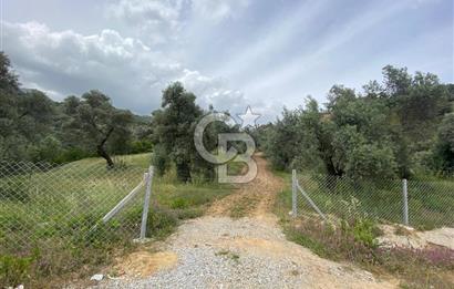 AYDIN SULTANHİSAR yola CEPHELİ SATILIK TARLA