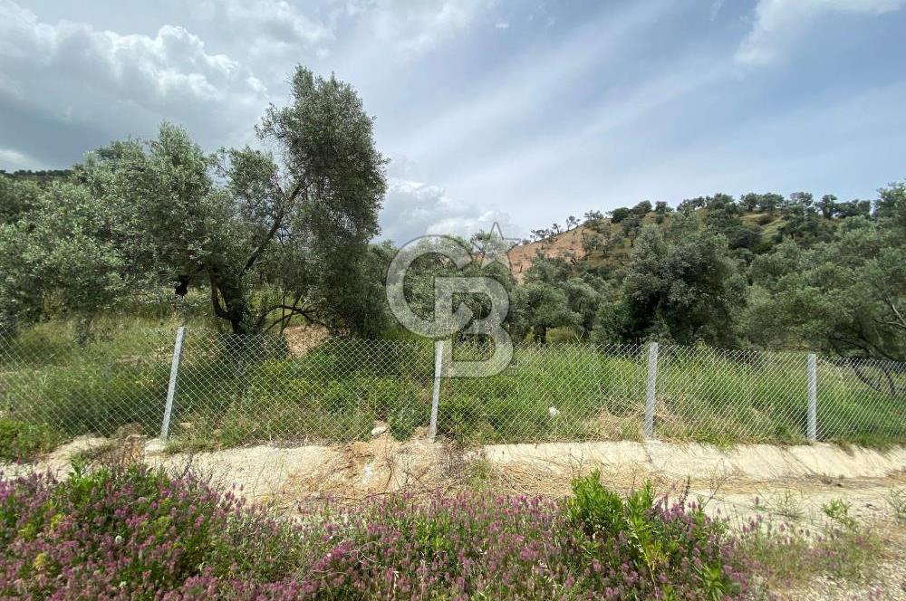 AYDIN SULTANHİSAR yola CEPHELİ SATILIK TARLA