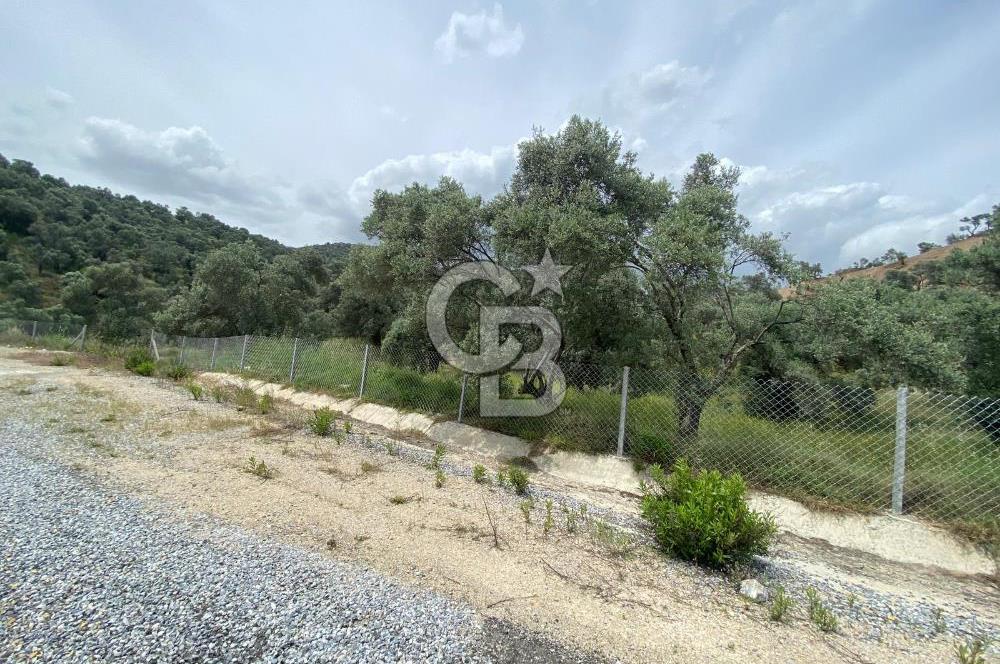 AYDIN SULTANHİSAR yola CEPHELİ SATILIK TARLA