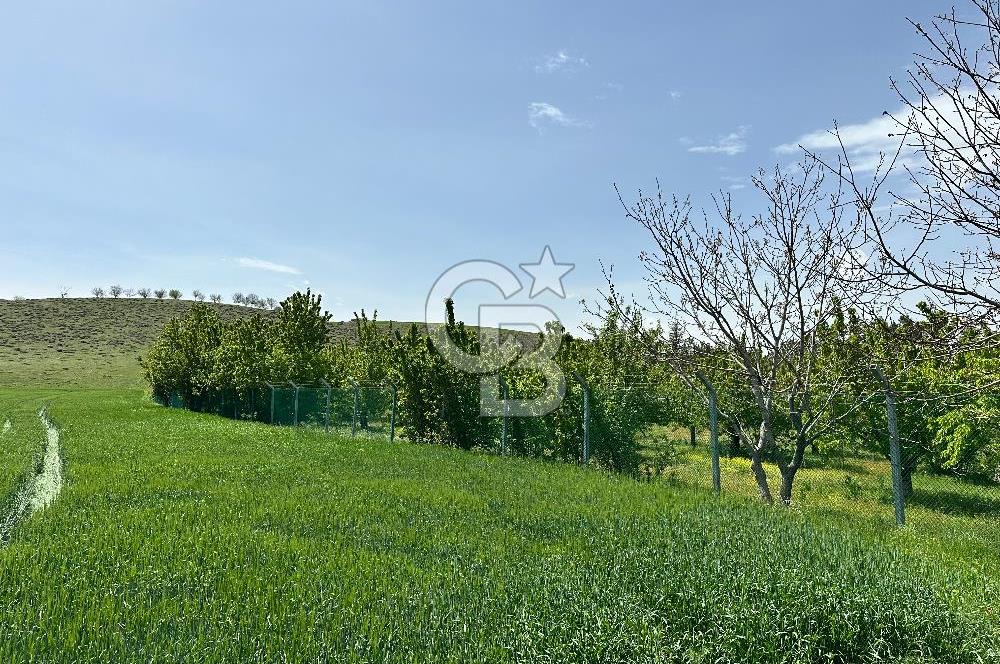 Cücük de Satılık Bahçe 8700m2