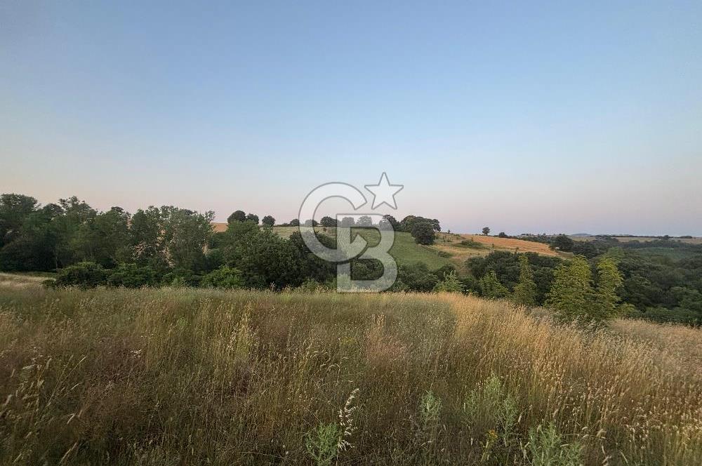 ÇANAKKALE BİGA HARMANLI KÖYÜ SATILIK TARLA