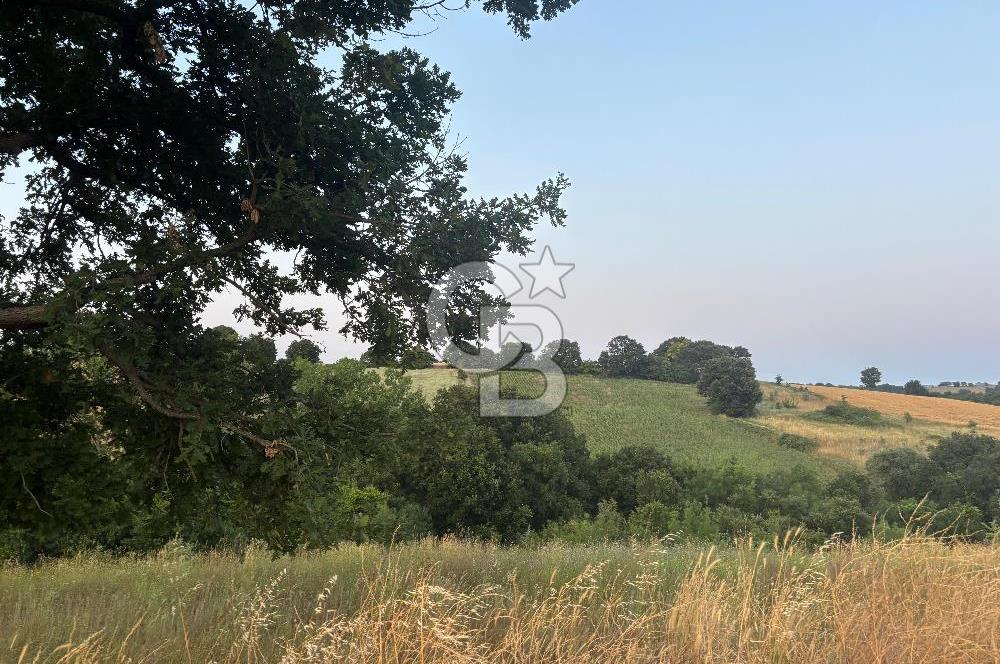 ÇANAKKALE BİGA HARMANLI KÖYÜ SATILIK TARLA
