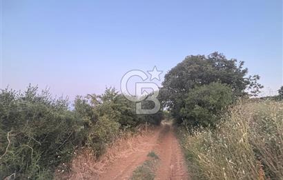 ÇANAKKALE BİGA HARMANLI KÖYÜ SATILIK TARLA