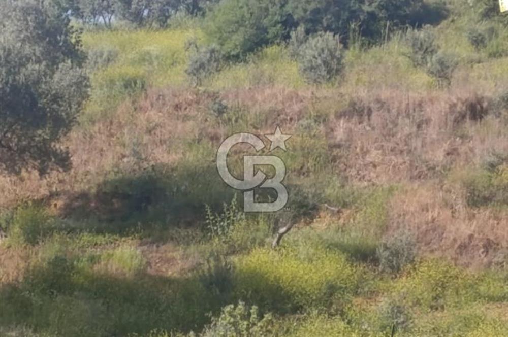 YATIRIMINIZA DEĞER KATAN 200 VERİMLİ TİRLYE ZEYTİN AĞAÇLI TARLA