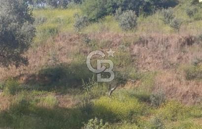 YATIRIMINIZA DEĞER KATAN 200 VERİMLİ TİRLYE ZEYTİN AĞAÇLI TARLA