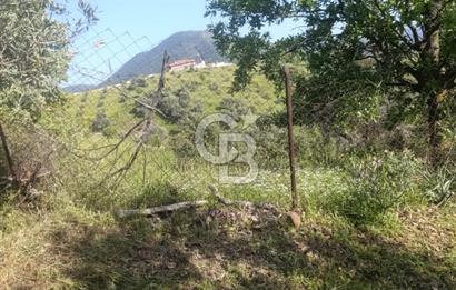 YATIRIMINIZA DEĞER KATAN 200 VERİMLİ TİRLYE ZEYTİN AĞAÇLI TARLA