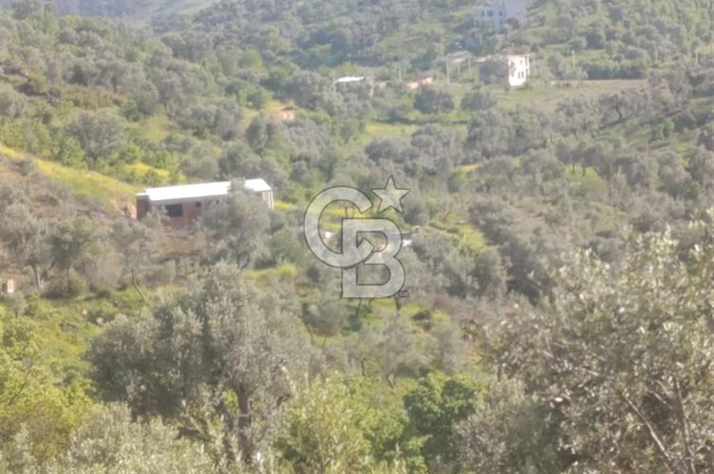 YATIRIMINIZA DEĞER KATAN 200 VERİMLİ TİRLYE ZEYTİN AĞAÇLI TARLA