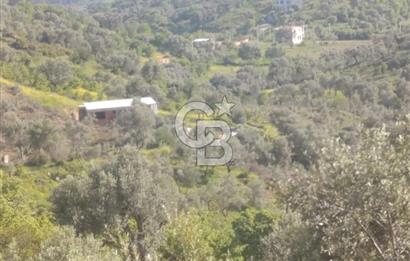 YATIRIMINIZA DEĞER KATAN 200 VERİMLİ TİRLYE ZEYTİN AĞAÇLI TARLA