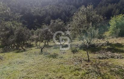 YATIRIMINIZA DEĞER KATAN 200 VERİMLİ TİRLYE ZEYTİN AĞAÇLI TARLA