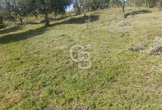 YATIRIMINIZA DEĞER KATAN 200 VERİMLİ TİRLYE ZEYTİN AĞAÇLI TARLA