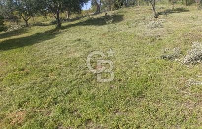 YATIRIMINIZA DEĞER KATAN 200 VERİMLİ TİRLYE ZEYTİN AĞAÇLI TARLA