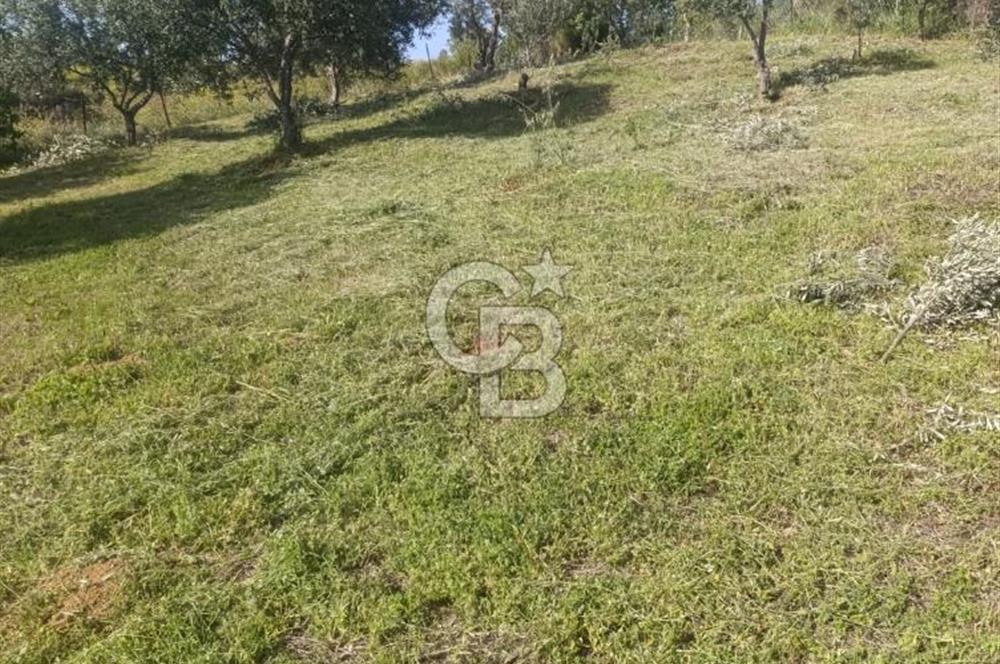 YATIRIMINIZA DEĞER KATAN 200 VERİMLİ TİRLYE ZEYTİN AĞAÇLI TARLA