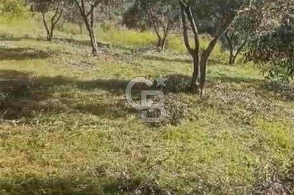 YATIRIMINIZA DEĞER KATAN 200 VERİMLİ TİRLYE ZEYTİN AĞAÇLI TARLA