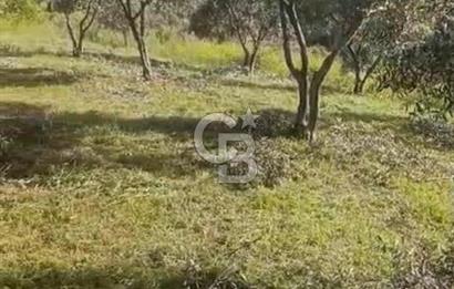 YATIRIMINIZA DEĞER KATAN 200 VERİMLİ TİRLYE ZEYTİN AĞAÇLI TARLA
