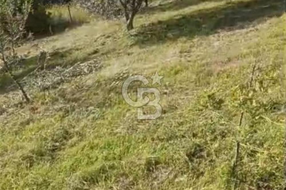 YATIRIMINIZA DEĞER KATAN 200 VERİMLİ TİRLYE ZEYTİN AĞAÇLI TARLA
