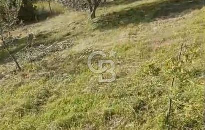 YATIRIMINIZA DEĞER KATAN 200 VERİMLİ TİRLYE ZEYTİN AĞAÇLI TARLA