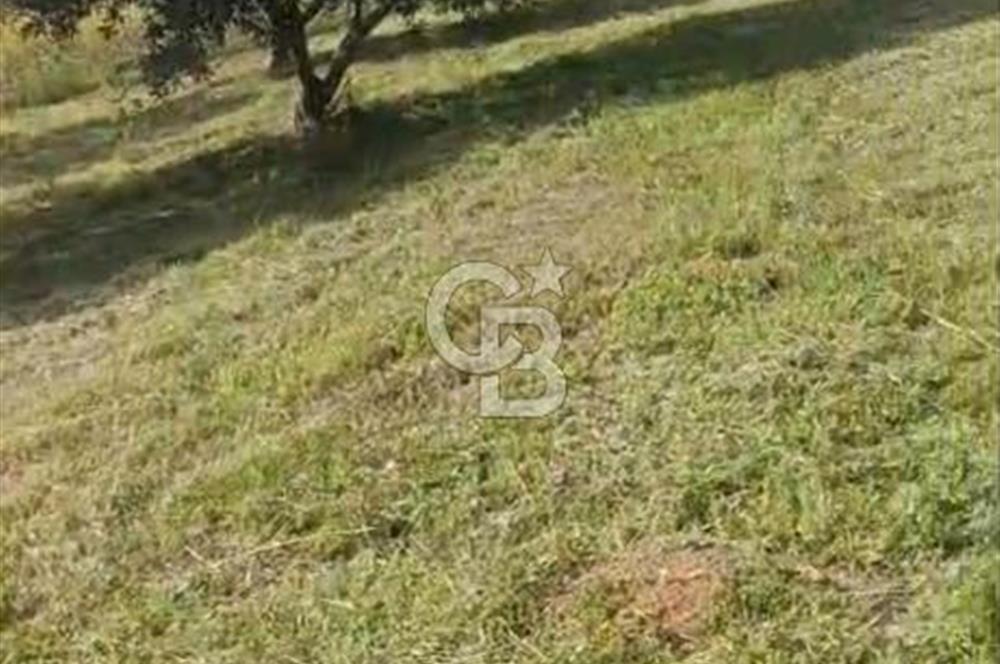 YATIRIMINIZA DEĞER KATAN 200 VERİMLİ TİRLYE ZEYTİN AĞAÇLI TARLA