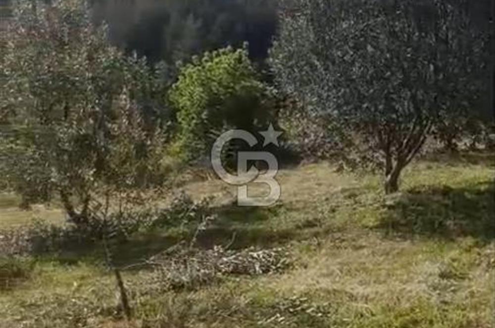 YATIRIMINIZA DEĞER KATAN 200 VERİMLİ TİRLYE ZEYTİN AĞAÇLI TARLA