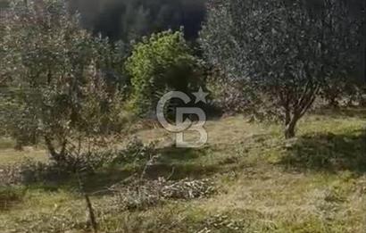 YATIRIMINIZA DEĞER KATAN 200 VERİMLİ TİRLYE ZEYTİN AĞAÇLI TARLA