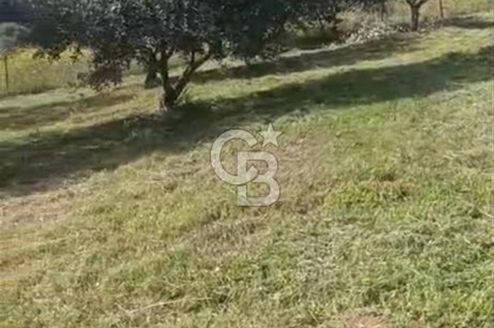 YATIRIMINIZA DEĞER KATAN 200 VERİMLİ TİRLYE ZEYTİN AĞAÇLI TARLA