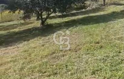 YATIRIMINIZA DEĞER KATAN 200 VERİMLİ TİRLYE ZEYTİN AĞAÇLI TARLA