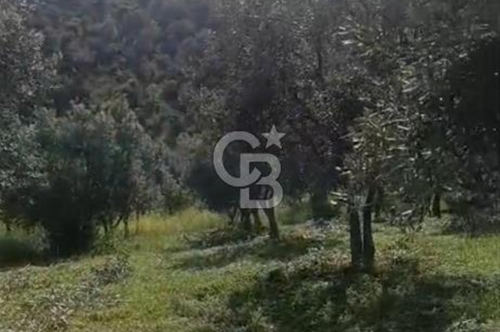 YATIRIMINIZA DEĞER KATAN 200 VERİMLİ TİRLYE ZEYTİN AĞAÇLI TARLA