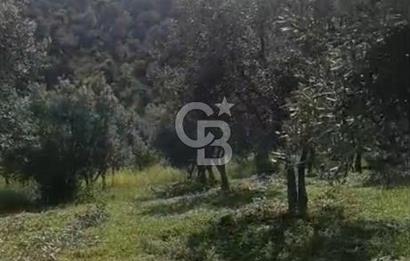 YATIRIMINIZA DEĞER KATAN 200 VERİMLİ TİRLYE ZEYTİN AĞAÇLI TARLA