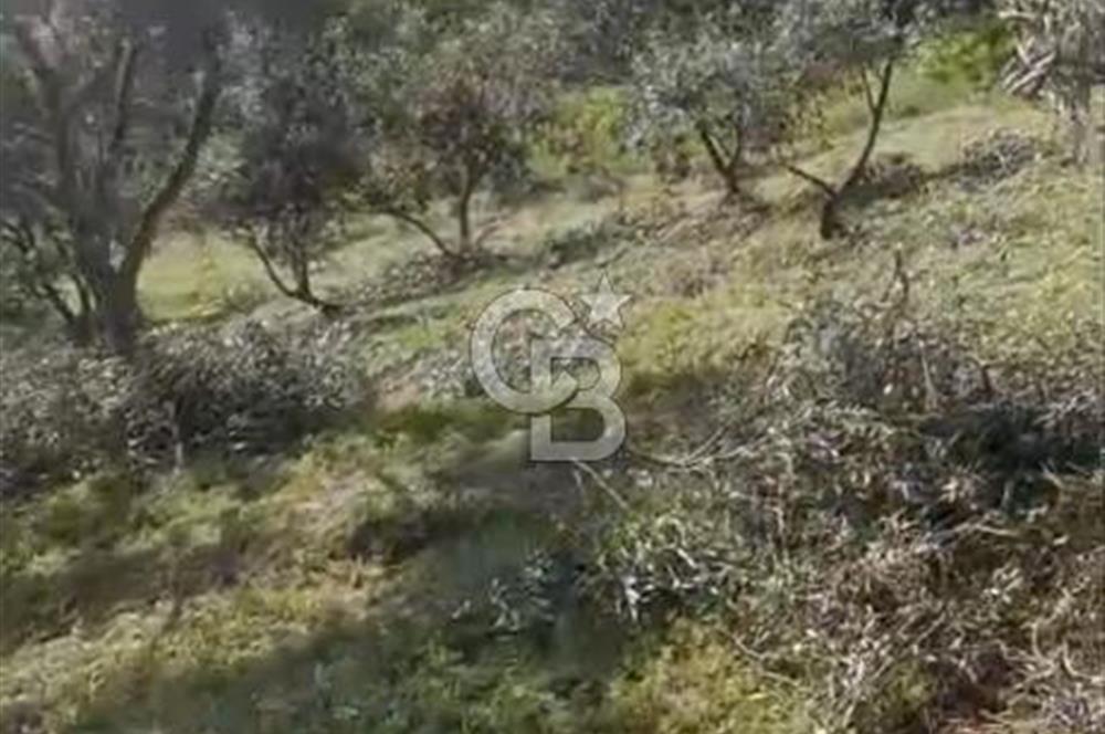 YATIRIMINIZA DEĞER KATAN 200 VERİMLİ TİRLYE ZEYTİN AĞAÇLI TARLA