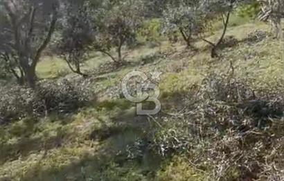YATIRIMINIZA DEĞER KATAN 200 VERİMLİ TİRLYE ZEYTİN AĞAÇLI TARLA