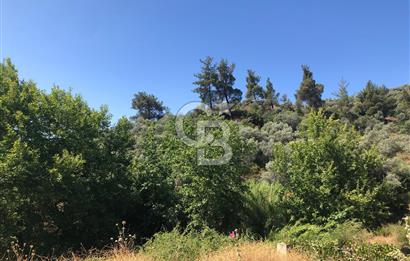 İZMİR BAYINDIR ARIKBAŞI'NDA SATILIK AKARSU KENARI 1453 M2 ZEYTİNLİK
