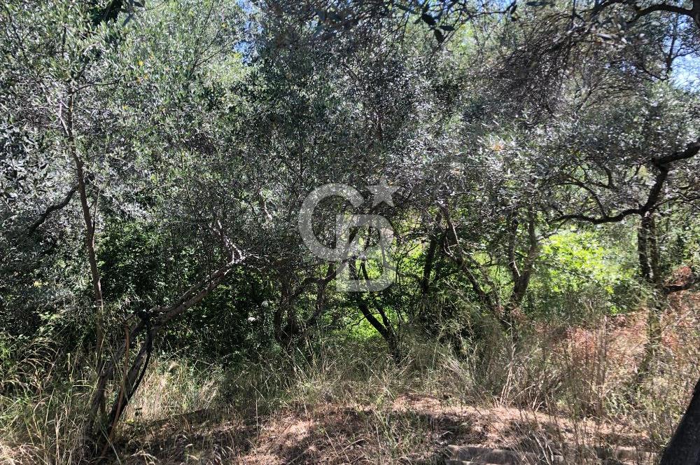 İZMİR BAYINDIR ARIKBAŞI'NDA SATILIK AKARSU KENARI 1453 M2 ZEYTİNLİK