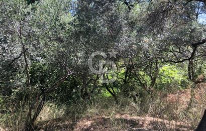 İZMİR BAYINDIR ARIKBAŞI'NDA SATILIK AKARSU KENARI 1453 M2 ZEYTİNLİK
