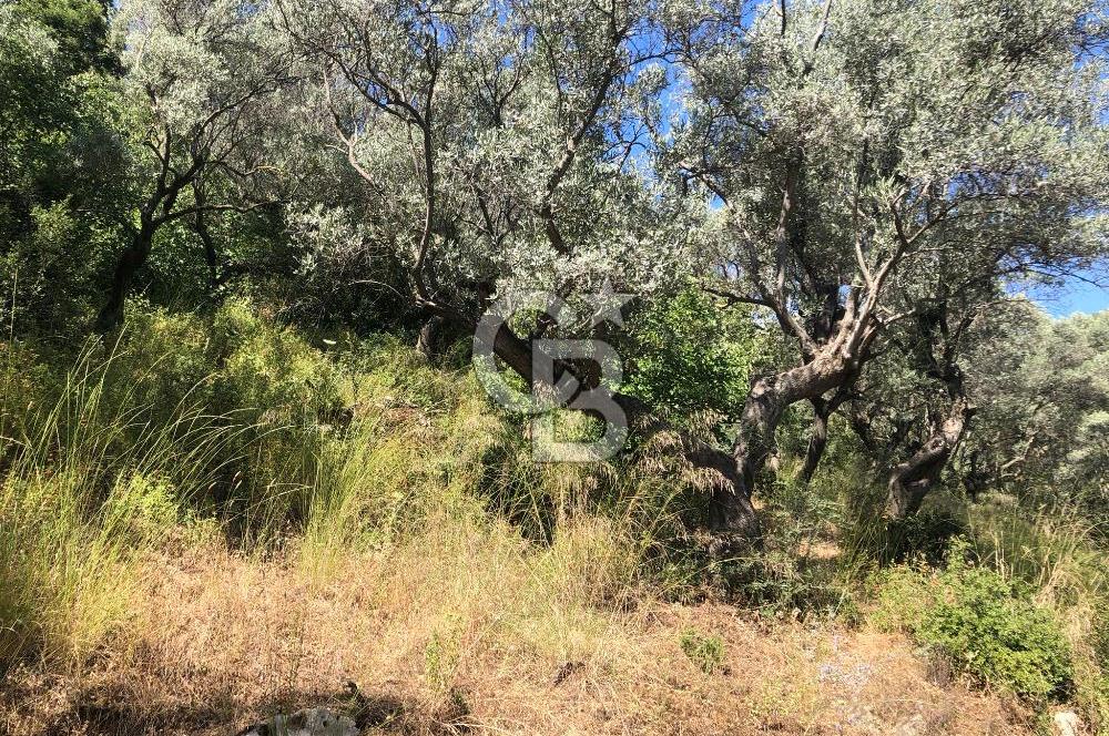 İZMİR BAYINDIR ARIKBAŞI'NDA SATILIK AKARSU KENARI 1453 M2 ZEYTİNLİK