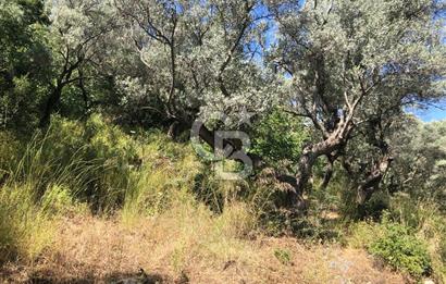 İZMİR BAYINDIR ARIKBAŞI'NDA SATILIK AKARSU KENARI 1453 M2 ZEYTİNLİK
