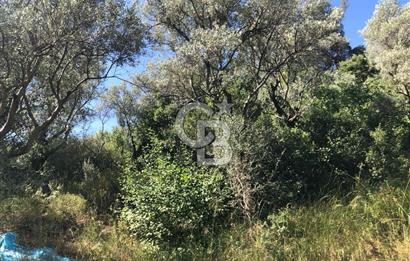 İZMİR BAYINDIR ARIKBAŞI'NDA SATILIK AKARSU KENARI 1453 M2 ZEYTİNLİK